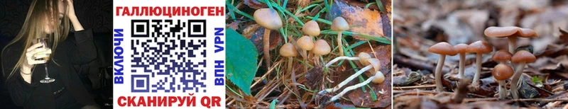 blacksprut ONION  Рубцовск  Псилоцибиновые грибы Cubensis  магазин  наркотиков 